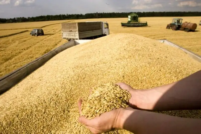 سیاست‌ های خرید تضمینی گندم در حال تغییر است