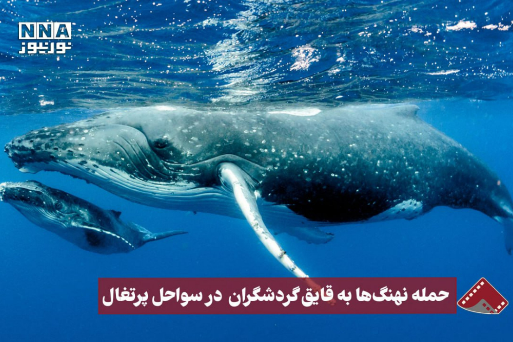 نورنما |حمله نهنگ ها به قایق گردشگران در سواحل پرتغال