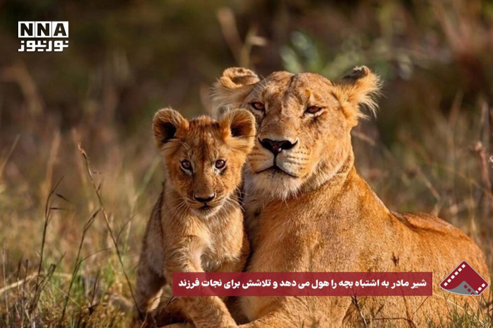نورنما | تلاش شیر مادر در نجات فرزندش