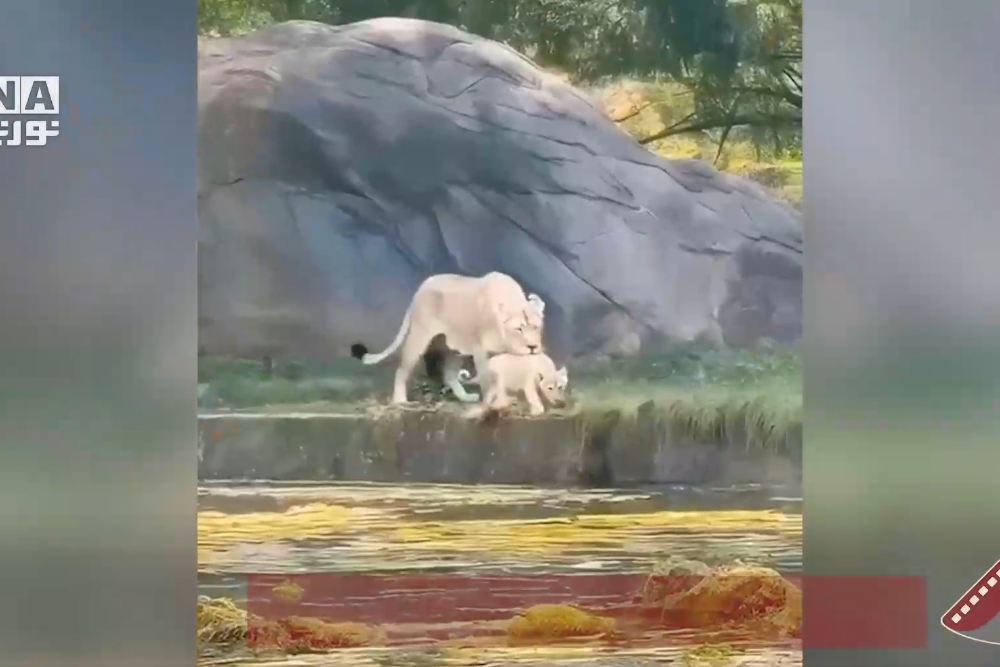 لبؤة تنقذ شبلها من الغرق
