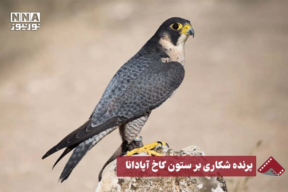 نورنما | پرنده شکاری بر ستون کاخ آپادانا