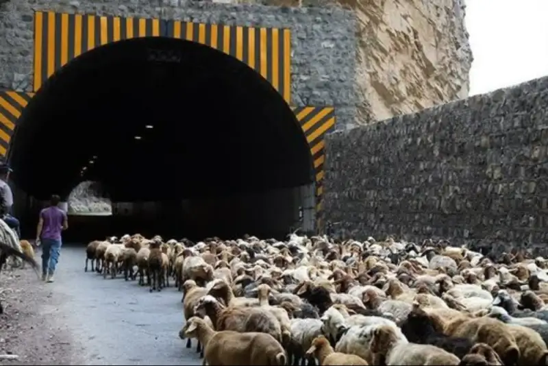 انسداد جاده چالوس به دلیل تردد احشام
