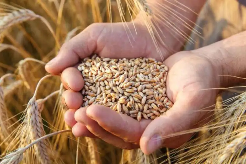 نرخ خرید تضمینی جدید گندم  تعیین شد
