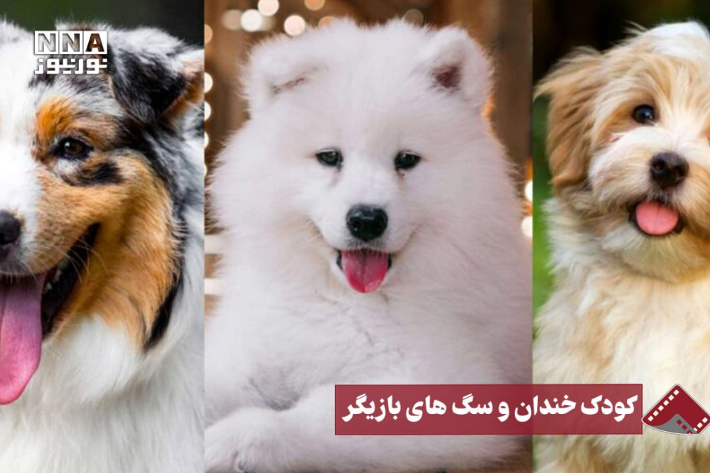 نورنما | کودک خندان و سگ‌های بازیگر