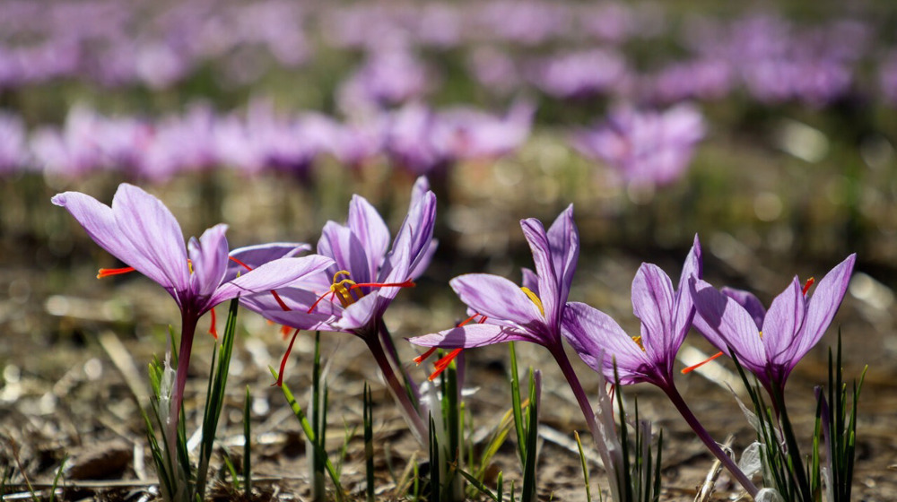 Iran plans to raise saffron output by 20% in 3 years