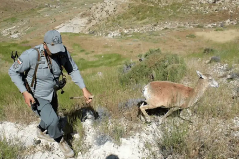 محیط‌بان کرمانی آزاد شد