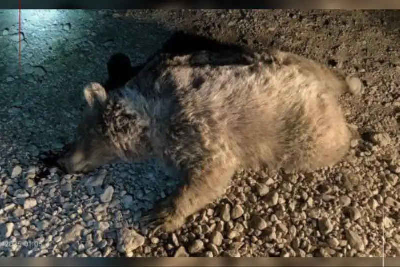 مرگ خرس قهوه‌ای بر اثر تصادف در فارس