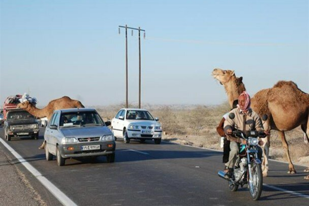 شترهای خطرناک+فیلم