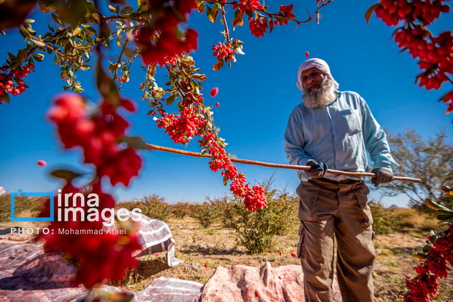 عکس های منتخب ایران، شنبه 10 آبان1404