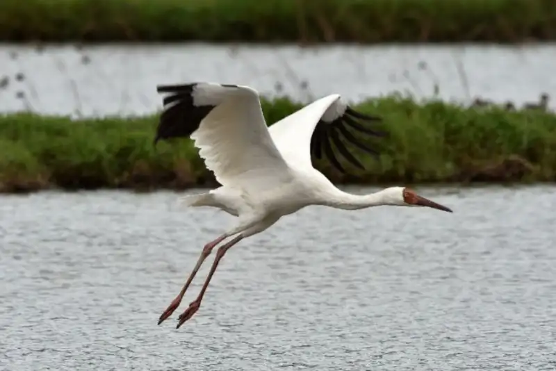 «امید»؛ آخرین بازمانده درنای سیبری در ایران
