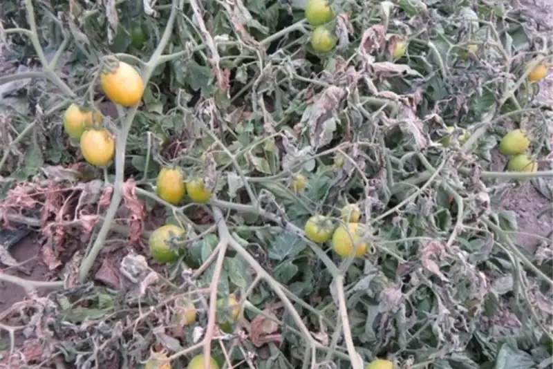 هشدار هواشناسی به کشاورزان با ورود هوای سرد