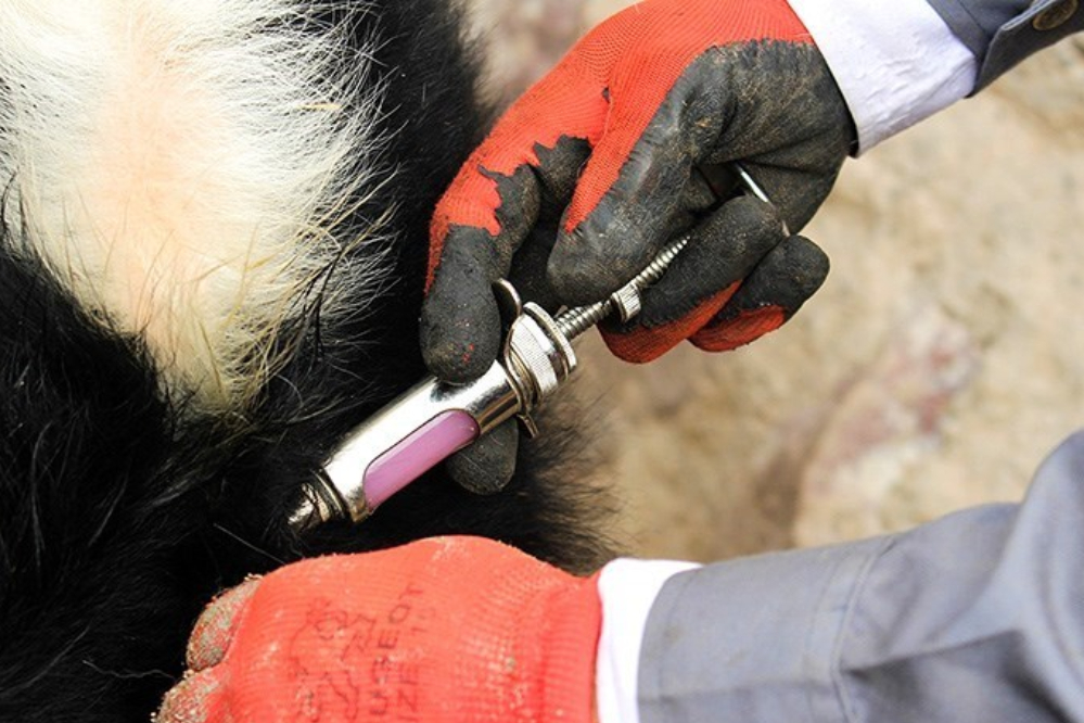 واردات بیش از 5 میلیون و 300 هزار دز واکسن تب برفکی