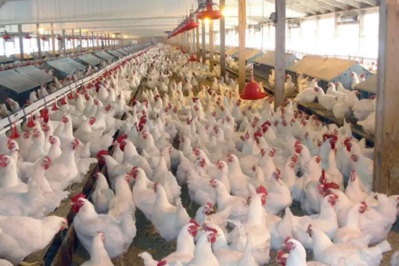 White Protein Battle: A Global Race for Chicken