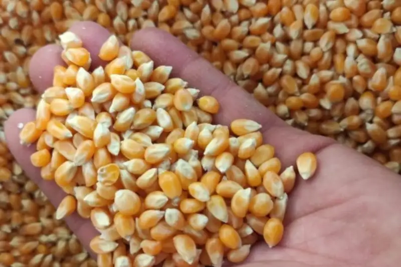 تخصیص 70 هزار تن ذرت طی 24 ساعت آینده