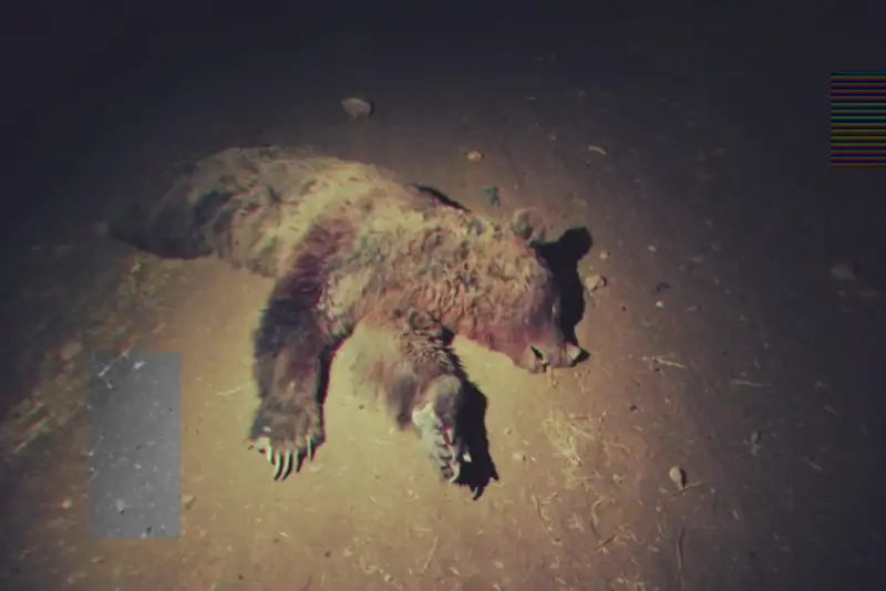 تلف شدن یک قلاده خرس قهوه ای در کرمانشاه