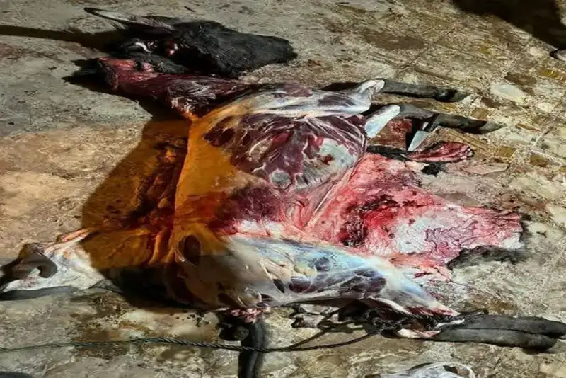 دستگیری عوامل کشتار غیرمجاز الاغ