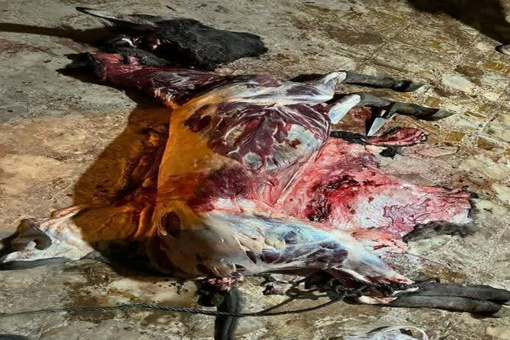 دستگیری عوامل کشتار غیرمجاز الاغ