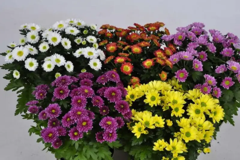 نهمین جشنواره گل‌های داوودی در باغ گیاه‌شناسی ملی ایران برگزار می شود