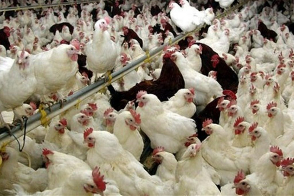 دو کشته در آتش‌سوزی یک واحد مرغداری