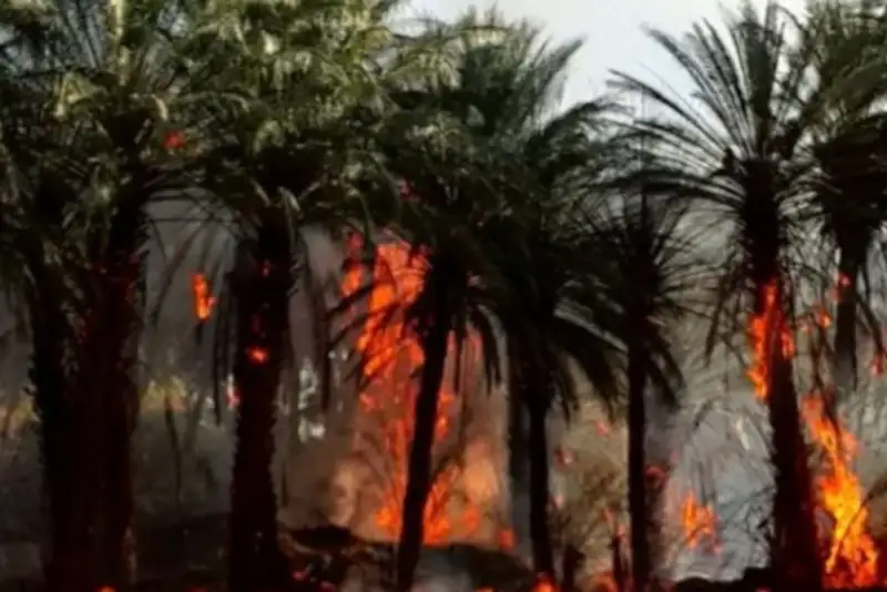 800 نفر نخل فین در آتش سوخت