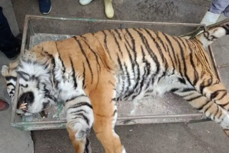 «ببر ونداد» در سافاری الیمالات تلف شد+علت