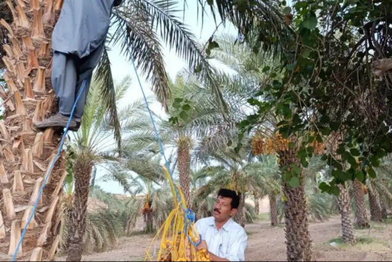ایران بزرگترین صادرکننده خرما در جهان