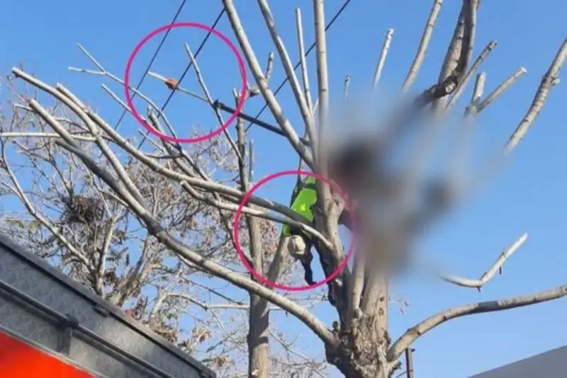 برق‌گرفتگی مرگبار هنگام هرس درختان + جزئیات