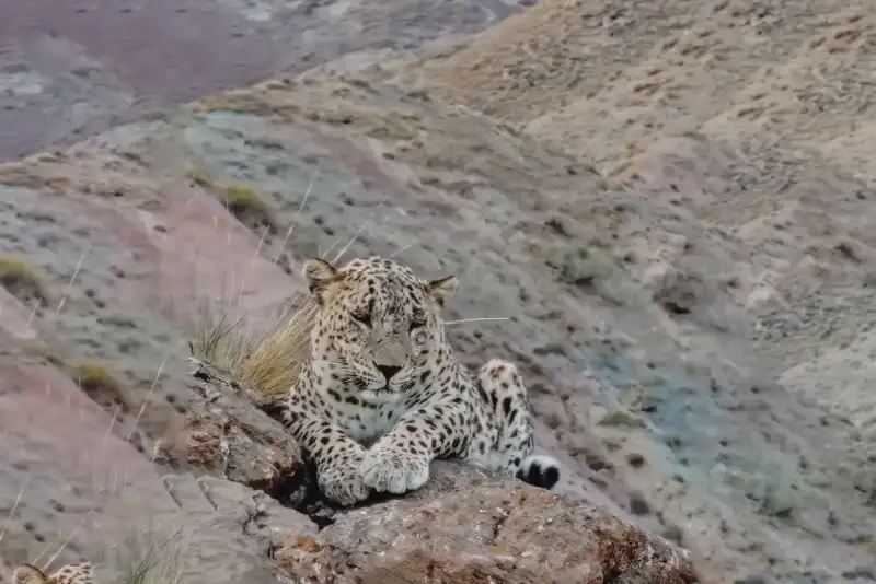 ثبت تصویر بزرگ‌ترین پلنگ دنیا در ارتفاعات سالوک خراسان شمالی + فیلم