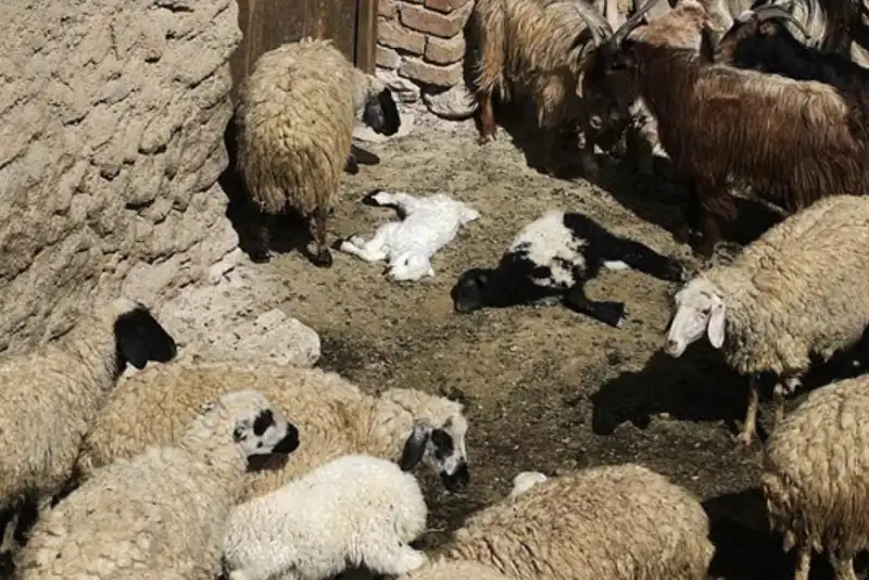 تب برفکی در کشور کنترل شد