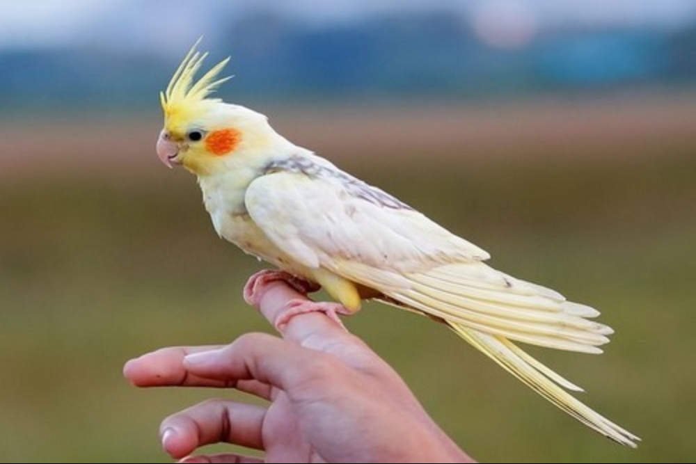 عروس هلند در دستان آتش نشان تهران+فیلم