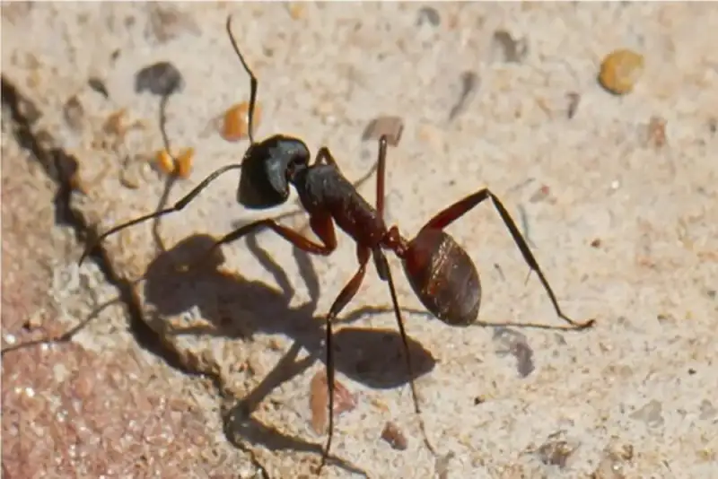 مغز جدید ربات‌ها با الهام از پرندگان و مورچه‌ها برای مسیریابی بدون GPS