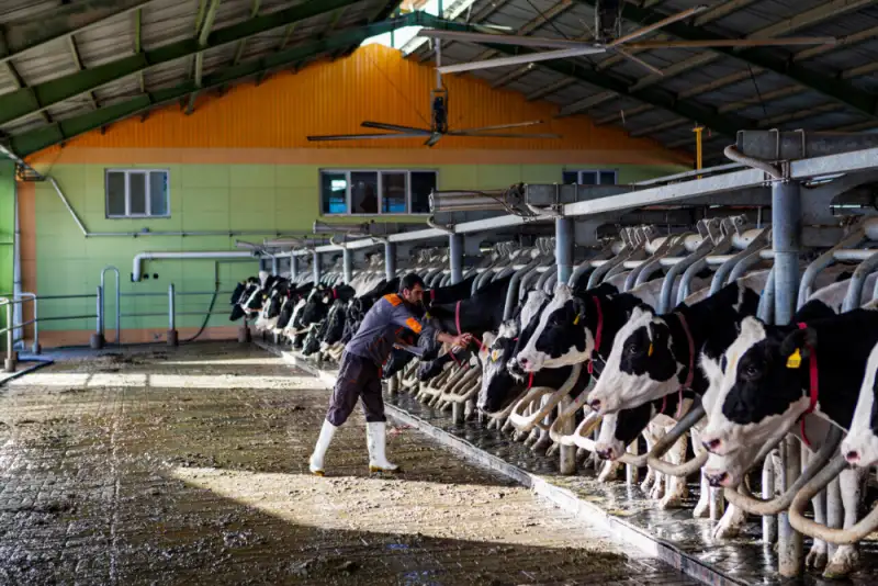 «تب برفکی» به انسان منتقل نمی‌شود