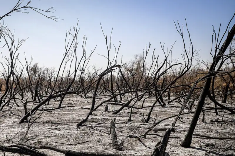 دستور قضایی برای شناسایی عاملان آتش‌سوزی جنگل‌های چالوس