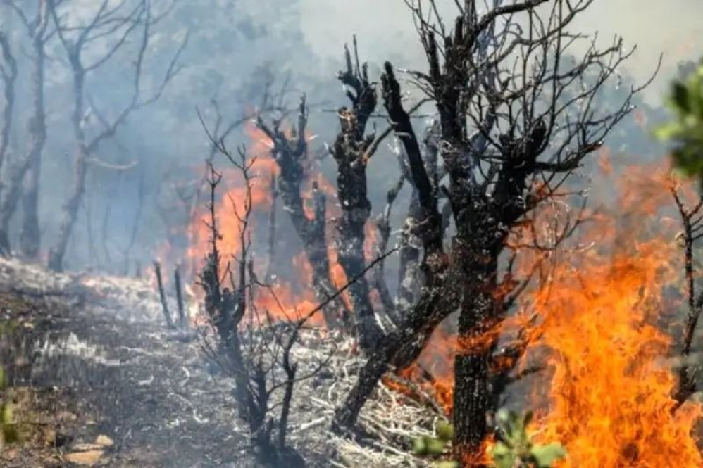 نابودی جنگل‌های هیرکانی در آتش بی‌توجهی