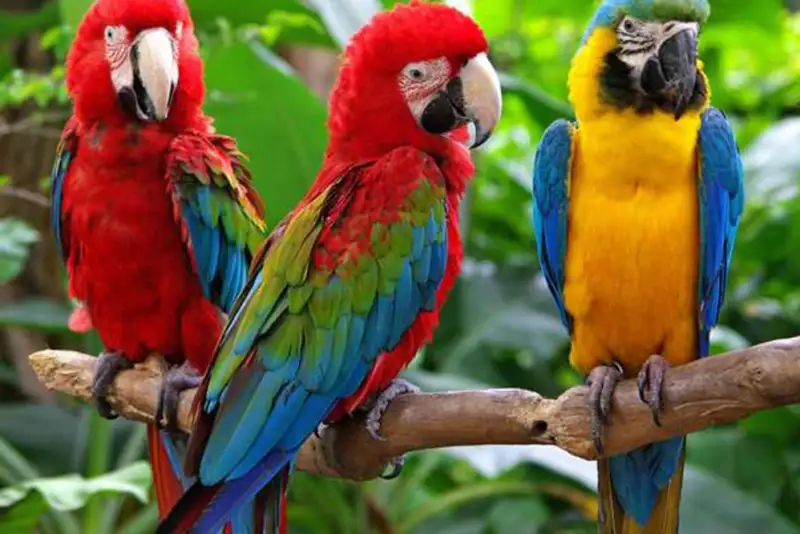 طوطی ‌ها هم از دوست ناباب می‌ترسند