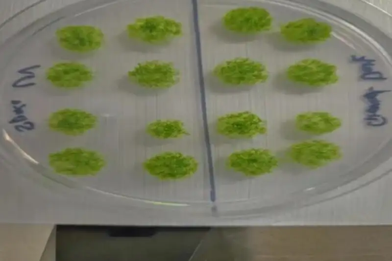 شگفتی فضایی؛ هاگ‌های خزه پس از 9 ماه در فضا همچنان شاداب!