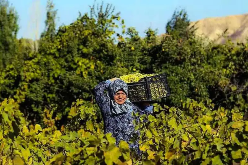 ایران نما | معرفی جاذبه های گردشگری شهرهای ایران (133) « تاکستان»