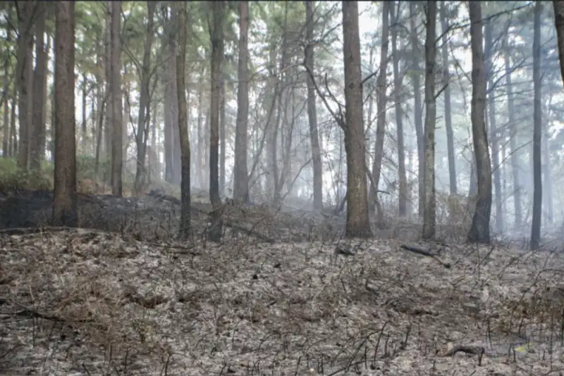 مهار آتش در شاهرود / جنگل ابر در امان ماند!