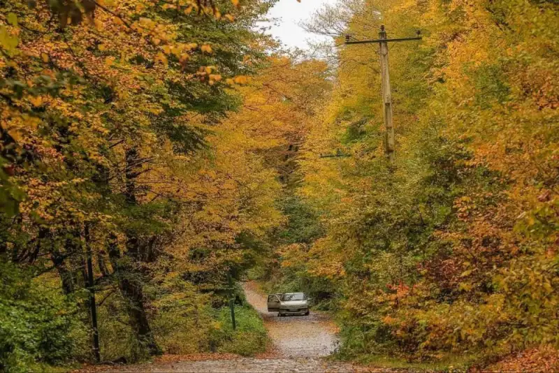 ممنوعیت تردد در جنگل‌های سوادکوه تا بارش‌های پاییزی