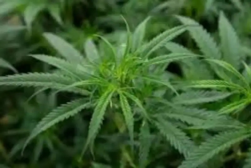 ثبت رسمی سندرم استفراغ ناشی از ماری‌جوانا در فهرست بیماری‌ سازمان جهانی بهداشت