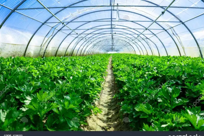 تولید 7 هزار تن محصولات گلخانه‌ای؛ جهش کشاورزی نوین در ارومیه