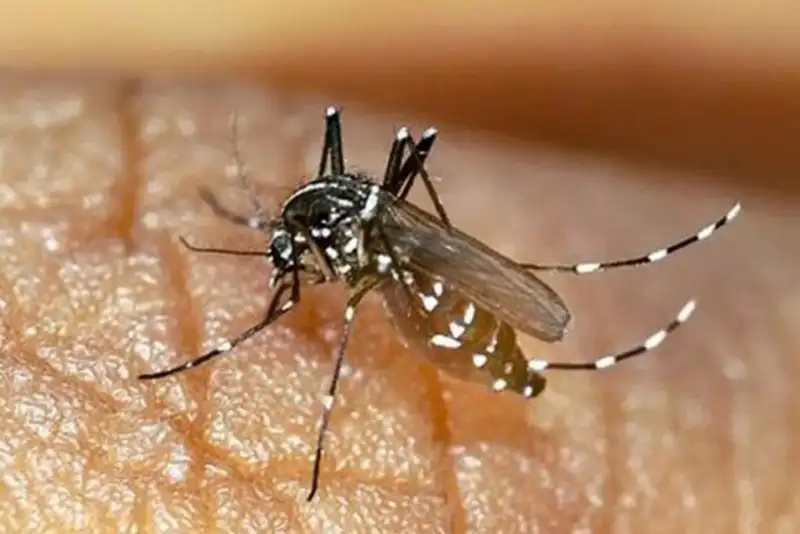 افزایش شمار مبتلایان به تب دنگی به 243 نفر در هرمزگان