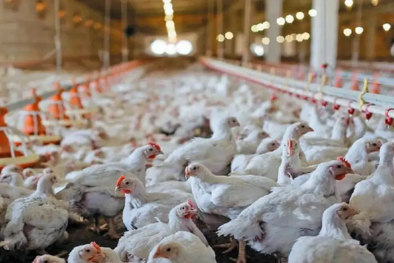 هشدار تولیدکنندگان مرغ درباره آینده بازار