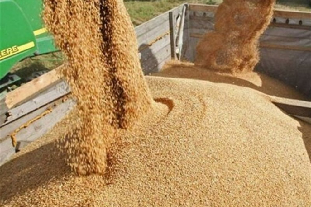 قیمت خرید تضمینی جو و ذرت تعیین شد