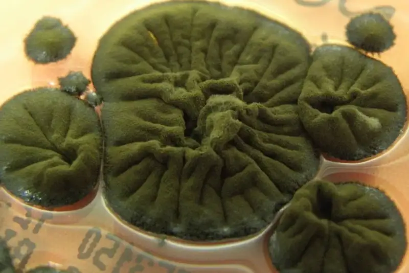 پاکسازی محیط‌های رادیواکتیو با قارچ مرموز چرنوبیل