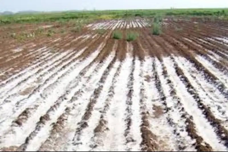 گسترش زمین‌های شور در ایران به 10 میلیون هکتار؛ هشدار نسبت به بحران کشاورزی