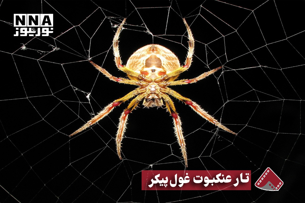 نورنما | تار عنکبوت غول پیکر