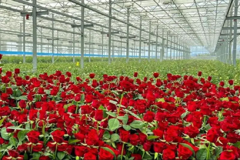 گل رز را به قیمت پارسال بخرید