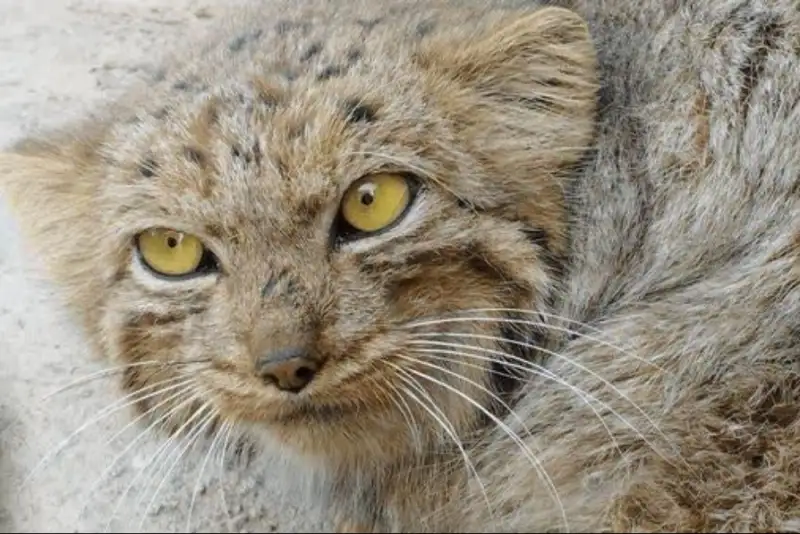 گربه پالاس در شیرکوه؛ بازگشت این گونه نادر به زیستگاهش