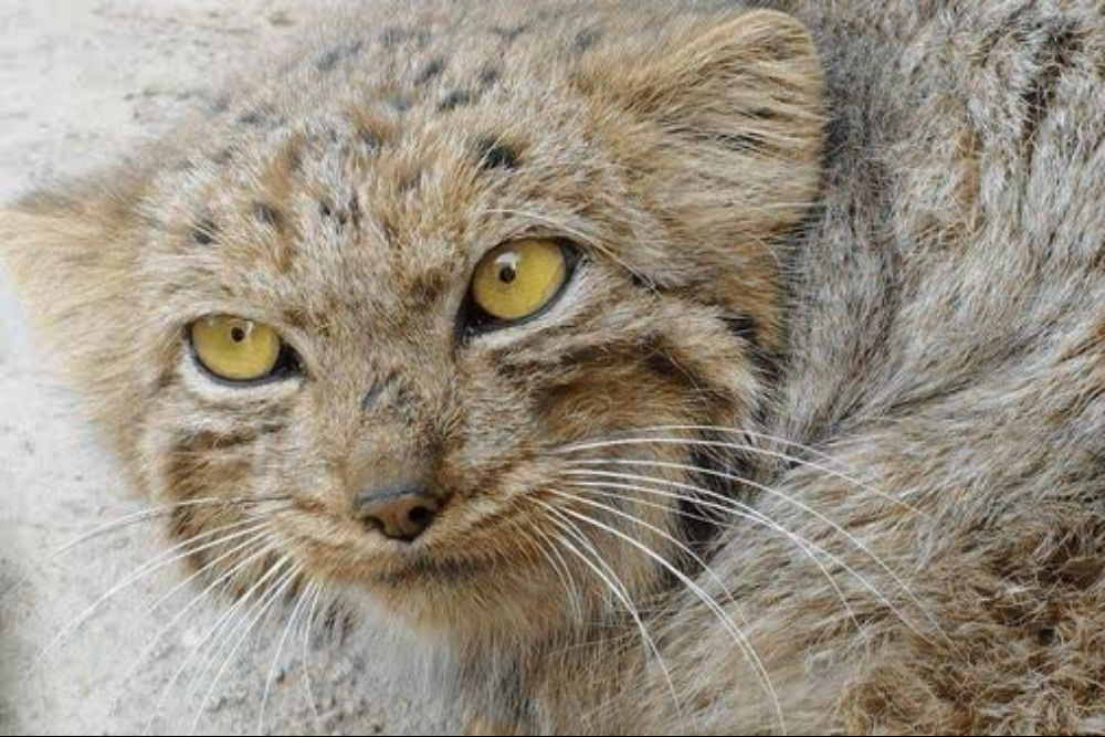 گربه پالاس در شیرکوه؛ بازگشت این گونه نادر به زیستگاهش